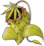 Avatar du Ploukémon Empifume